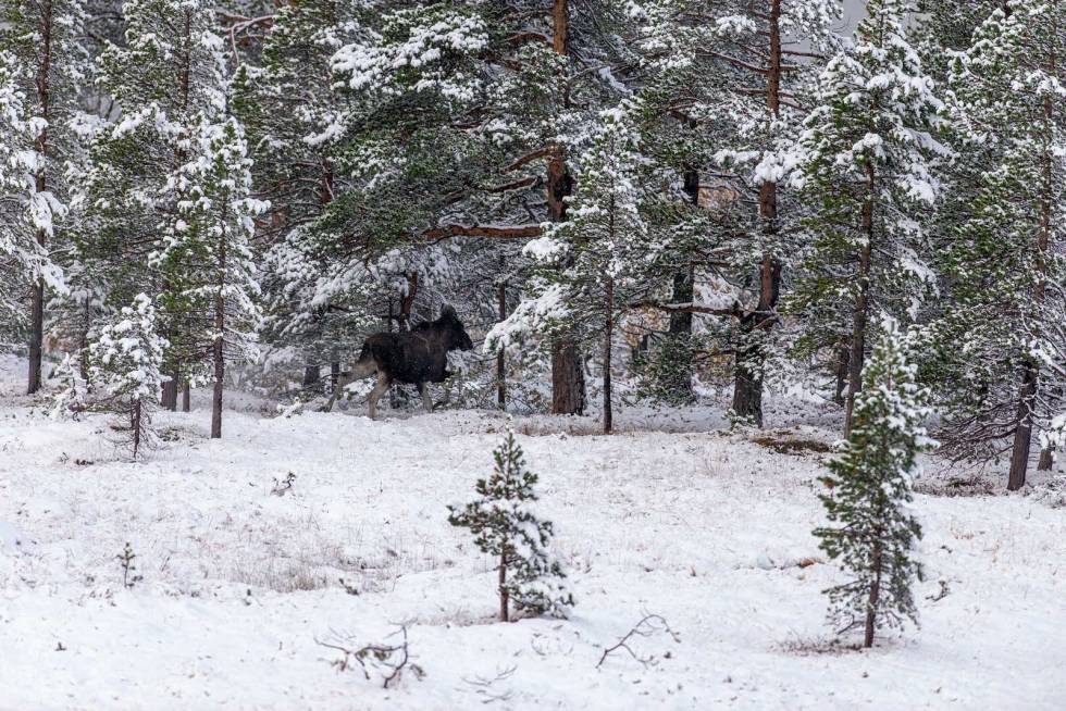 Etteranmeldt på post: Plutselig kommer det elg mot posten, en ung okse. Dyret oppdager posten og forsvinner i stor fart inn i skogen. Elgjakt-Budal-Trøndelag-3