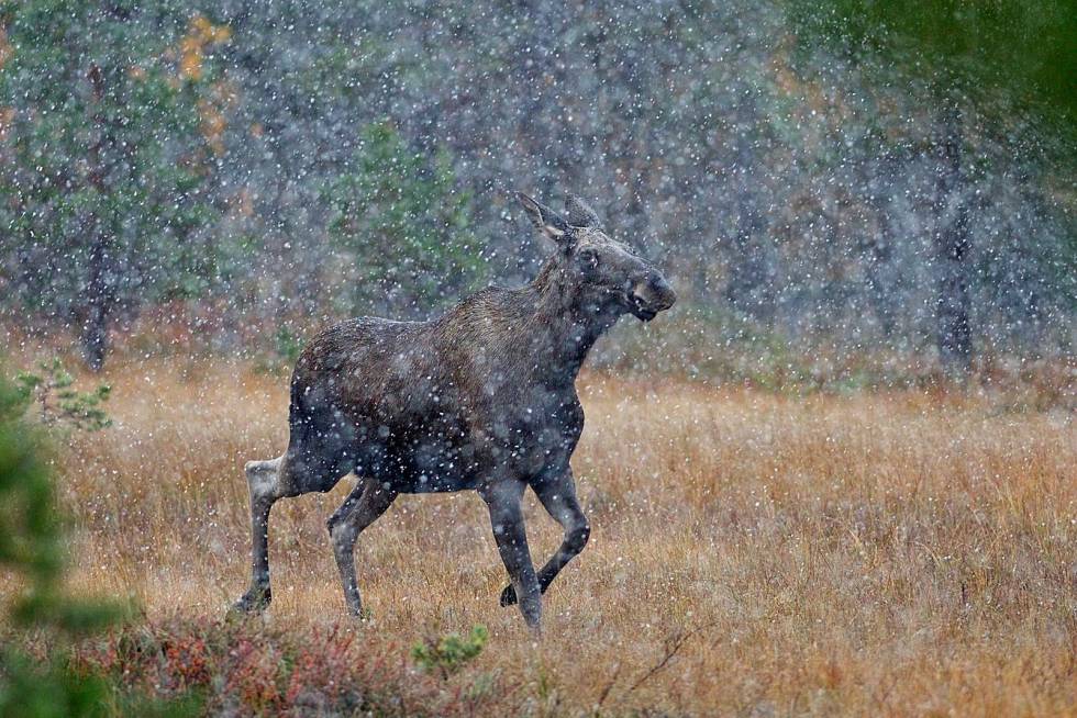 Dårlig sikt: I tett snø og dårlig sikt kommer det dyr! Kalven stuper i smellen fra Ståle, kua kommer mot oss over myra. Elgjakt-Budal-Trøndelag-6