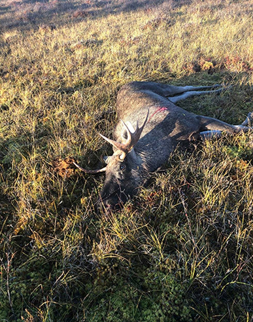 Sinnataggen: Oksen holdt stø kurs mot skytteren fram til siste skritt! Elgjakt-i-alaska-10