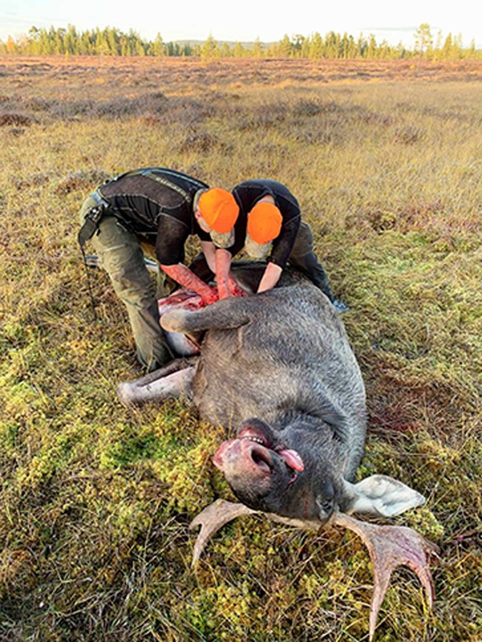 Sikkerhet først: Den oransje FeFo-capsen har blitt et varemerke for finnmarksjegerne. Elgjakt-i-alaska-11