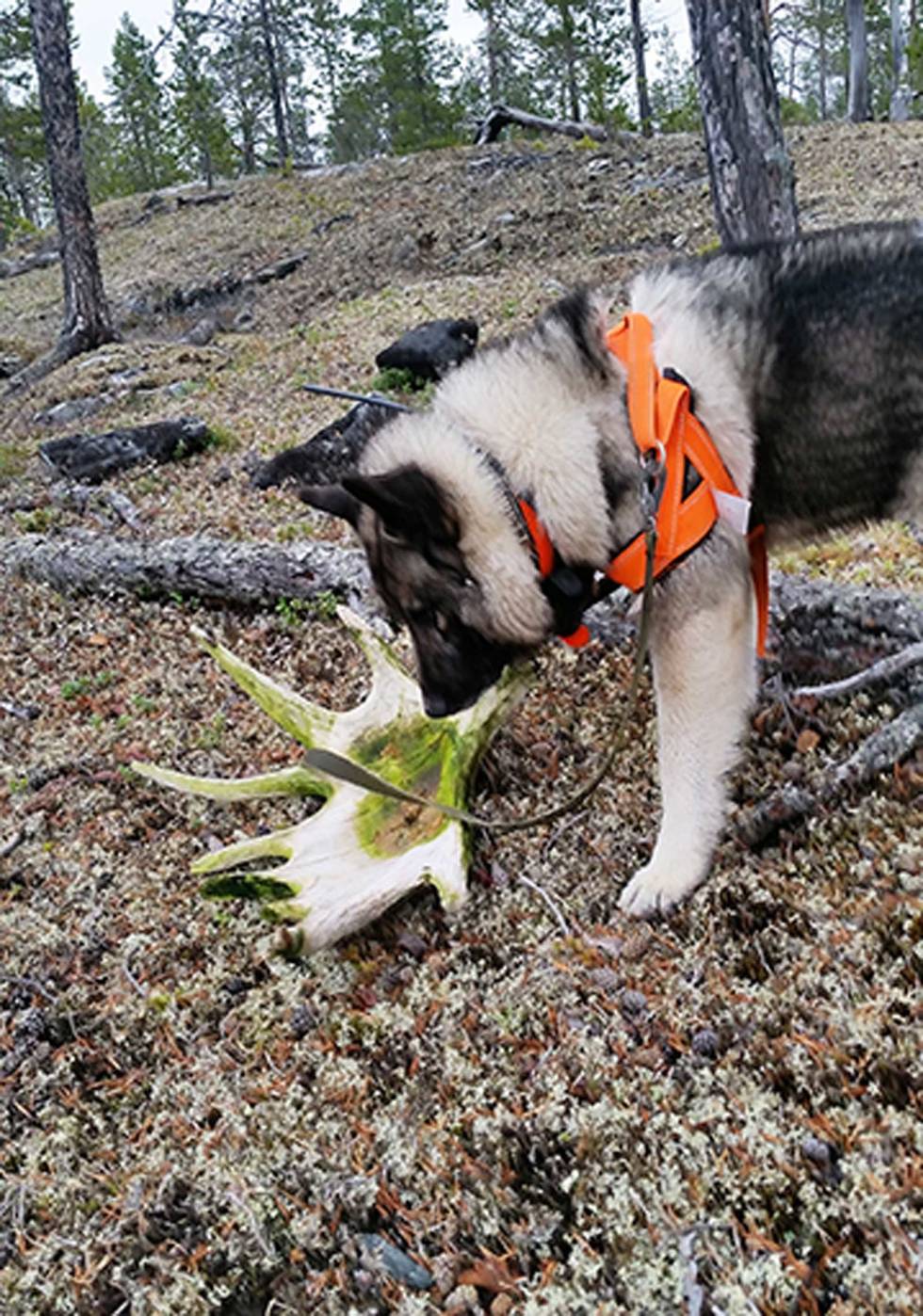 Mange fall: Skogen i Pasvik er en gullgruve for de som liker å plukke med seg fallgevir. Her sørger både bjørn og jegere for at stammen er i topp hold. Elgjakt-i-alaska-13