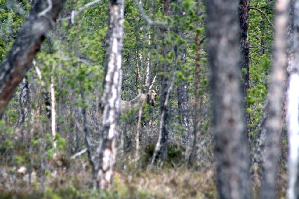 Forberedelser: Denne kviga fotograferte jeg midt på sommeren. Første jaktdag krysset vi stier igjen. Men denne gangen var mitt Canon-kamera byttet ut med kanon-rifla. Elgjakt-i-alaska-3