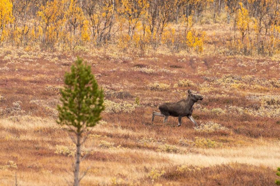Whooops, det var nære på: Så tar den i vei og løper myra på langs. Det er bare fotografen som sikter på elgkua! Elgjakt-Laushundjakt-Gudbrandsdalen-10