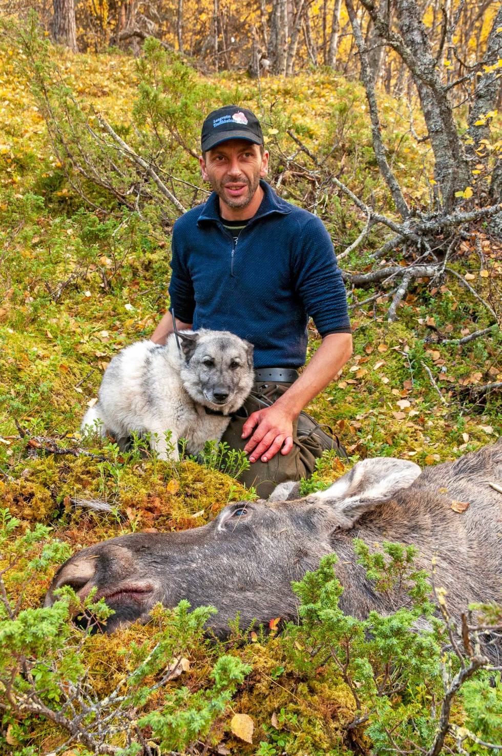 Godt start: Jaktleder Rune og gråhunden Aro ved årets første elgfall. Denne går som ungdyr, fastslår jaktsjefen. Elgjakt-Laushundjakt-Gudbrandsdalen-6