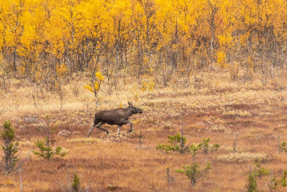 Fra asken...: En bevegelse skrått bak meg i øyekroken, varsler at det kommer dyr på myra mellom postene Elgjakt-Laushundjakt-Gudbrandsdalen-7