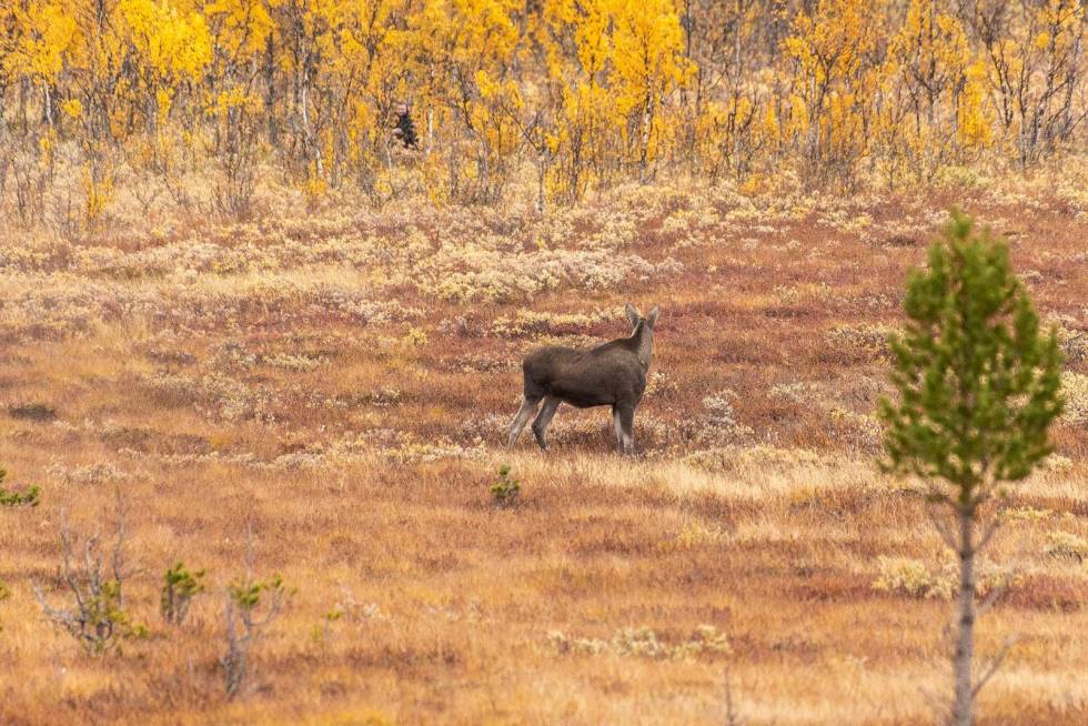 Posten avslørt: Naboposten er usikker og tar opp jaktradioen for å sjekke. Elgkua løfter hodet og setter blikket rett på jegeren Elgjakt-Laushundjakt-Gudbrandsdalen-9