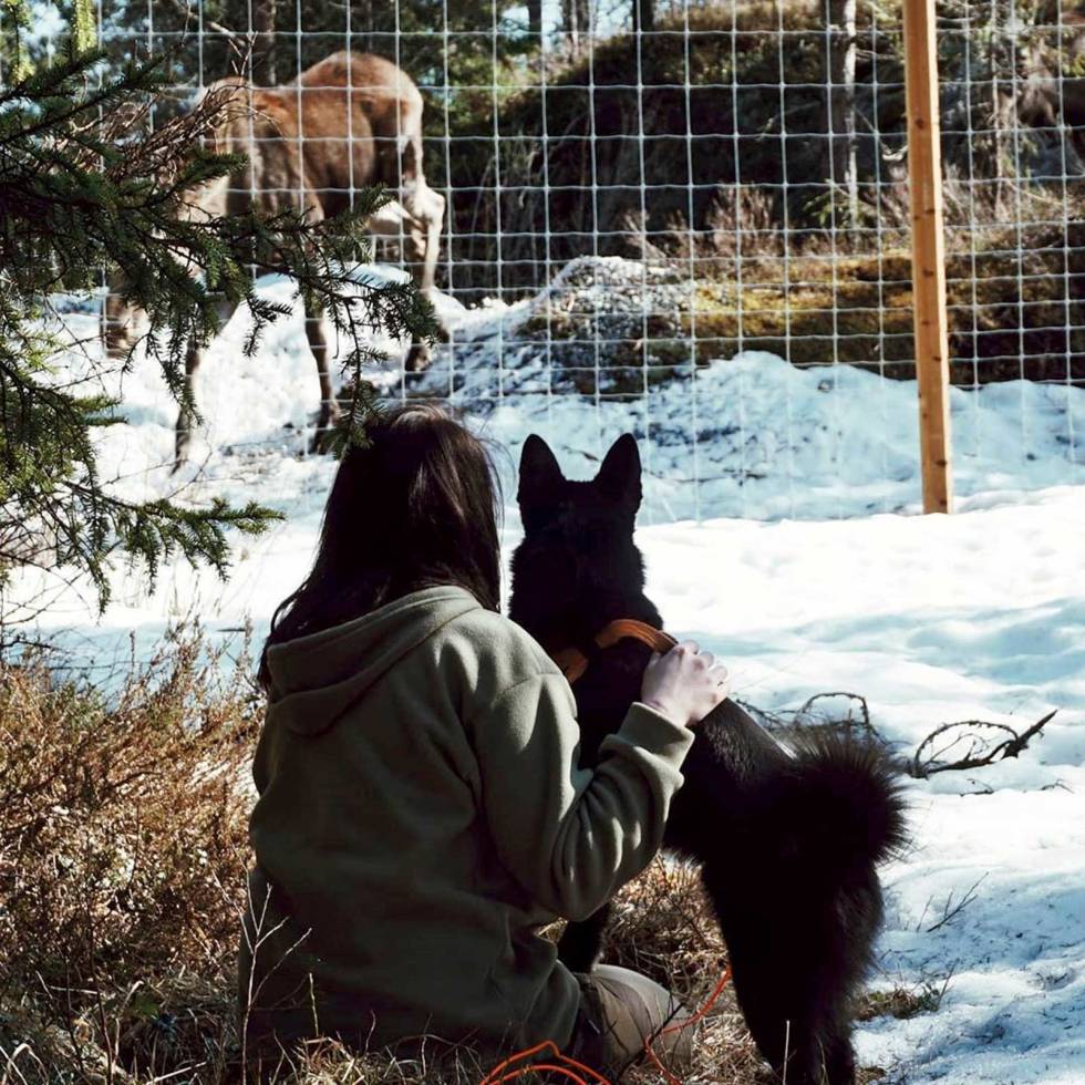 @elisabethidland_: Hundetrening på Viltgården, Iveland. #liveterbestmedhund #komdegut #mittnorge #turjenter #naturelovers #mountaingirls #fjellgeit #jfof #njffjenter #bestfriend #dogtraining elisabethidland