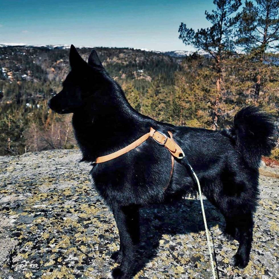 @elisabethidland_: Fine skatten min har fått spora elg i dag, sammen med @hunting_norwegen og @arvidnesland elisabethidland_