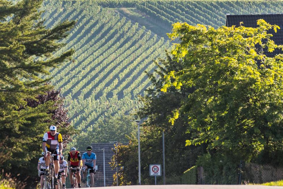 Eroica-erotikk: Vinranker for viner som skal komme danner bakgrunnen for store deler av rittet. eroica-germania-4