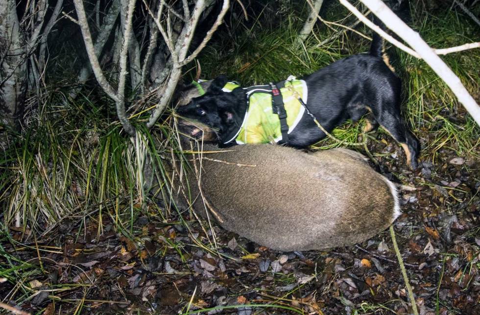 KAMP: Hunden kjemper voldsomt med rådyret, som sparker etter ham. Ettersøk-Hitra-3