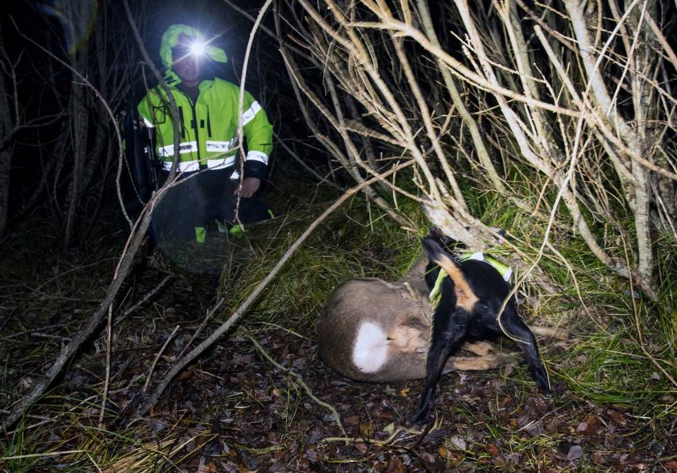 HOLD: Til slutt klarer Hadri å holde rådyret i ro, slik at ettersøksjegeren får avlivet dyret. Ettersøk-Hitra-4