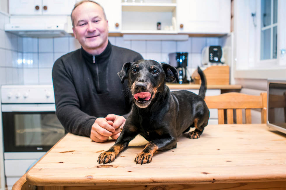 KRAFTKAR: Hadri er en liten kraftkar, som er knalltøff på jakt. Men inne er han elskelig og kosete, som andre hunder. Ettersøk-Hitra-8