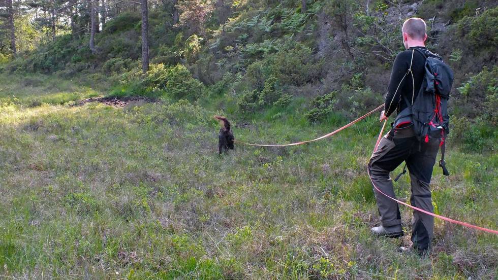 Les hunden: Følg nøye med på hunden når du går sporet. Gjennom hyppig trening lærer du deg små tegn og signaler som den sender. Ettersøkshund-2