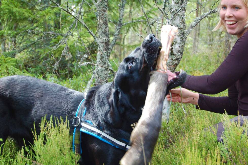 Premien: For hunden er det en stor belønning å vite at jobben er gjort når premien dukker opp ved enden av sporen. Ettersøkshund-3