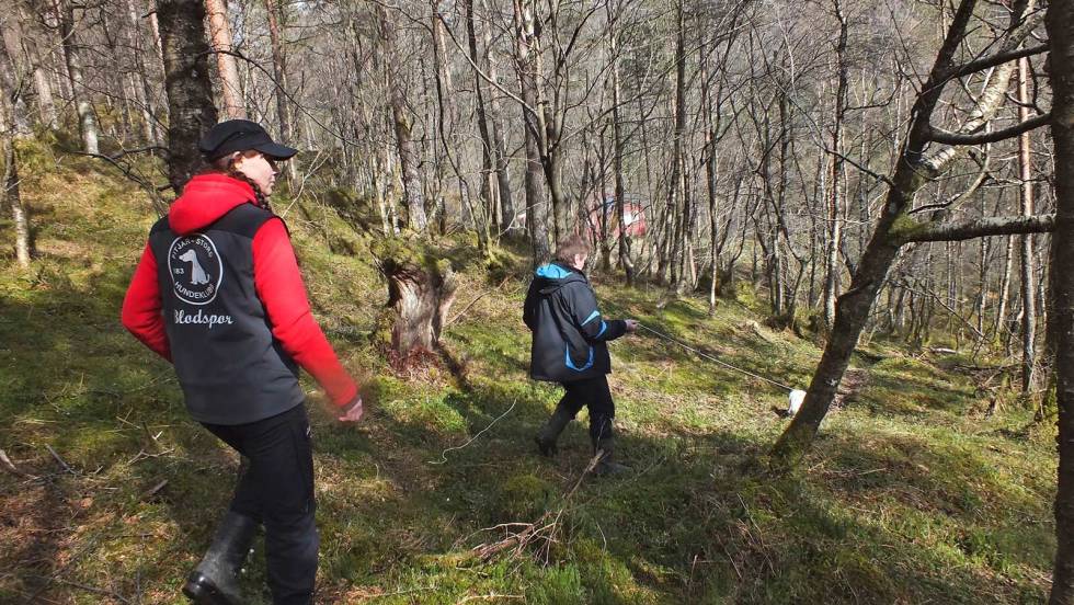 På ettersøk: Dommeren vil til slutt spørre seg om hun/ han ville hatt med dere på et reelt ettersøk. Ettersøkshund-5