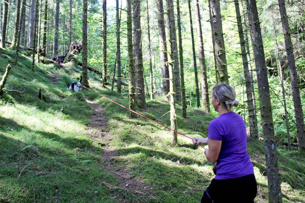 Variasjon: Trening i ulike terreng, med veksling mellom tørr granbunn, solvarme hogstfelt og bløt mose er viktig for å gi hunden erfaring. Ettersøkshund-Sveio-4