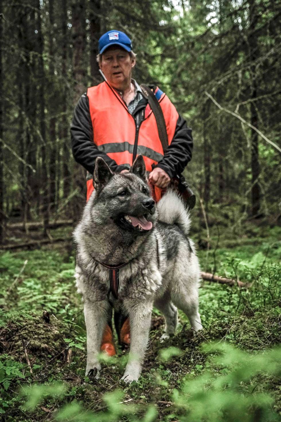 Stol på nesa: Ofte er det fører som trenger like mye trening som hunden. Det viktigste du gjør, er å lære deg å stole på den uovertrufne nesa til hunden. Ettersøkstrening-1