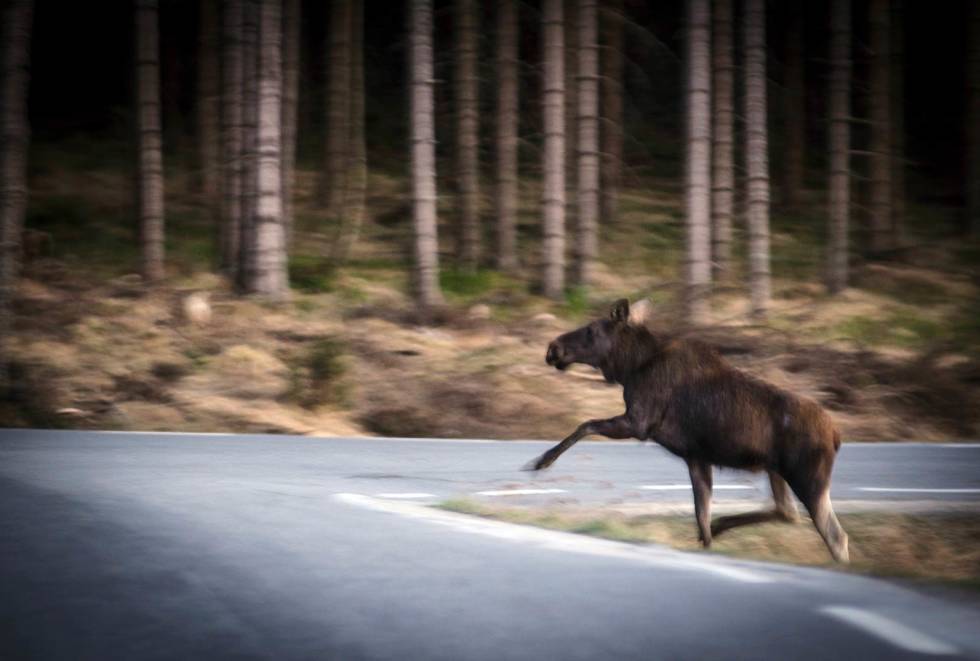 King of the road: Skogens konge kan fort vise seg å regjere hvis du treffer den – bokstavelig talt – på veien. Ettersøkstrening-2