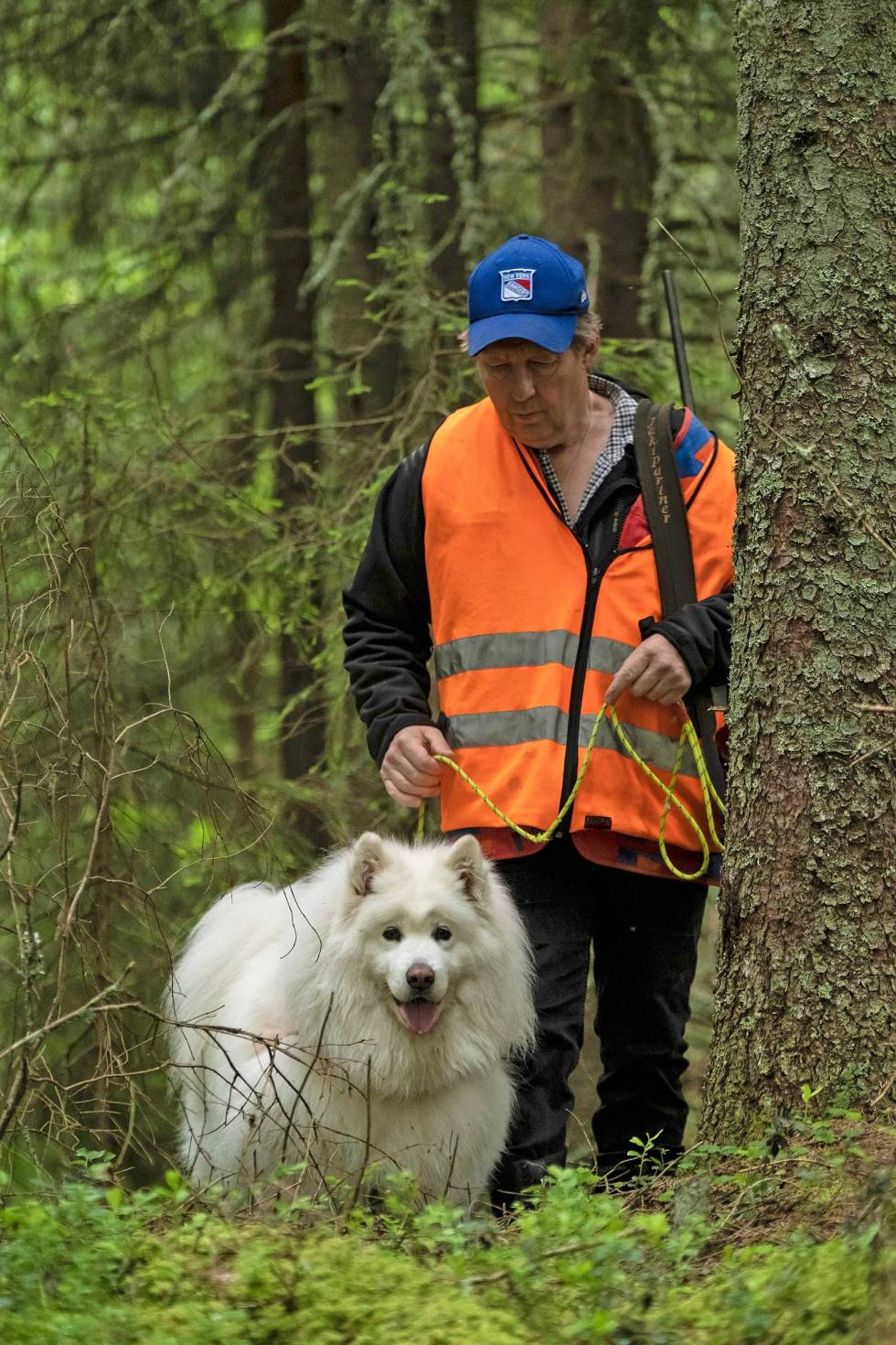 Utradisjonell: Silihagen er ikke redd for å gjøre utradisjonelle valg, bare de funker. Nå bruker han en samojed som ettersøkshund. Ettersøkstrening-3