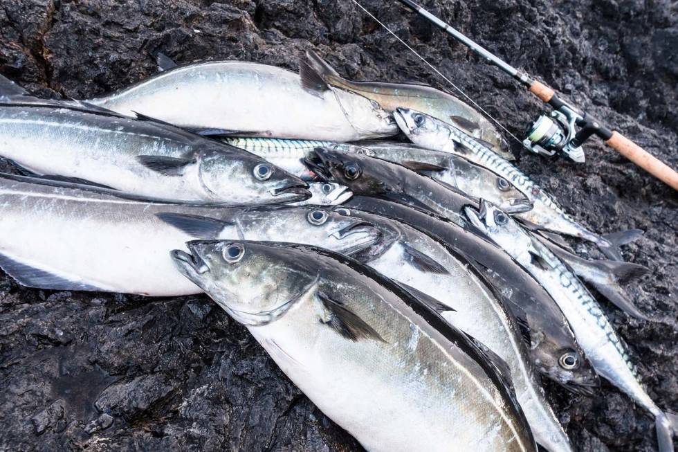 LET ETTER STIMEN: Klubbsei, småsei, makrell og lyr tatt på sluk fra land i Lofoten. Foto: Jon Olav Larsen fiske i lofoten