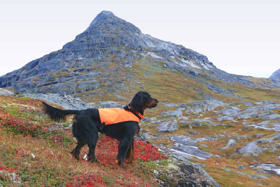 DUFT FØK FORBI: Rypefjær på bakken vitner om sann stand. Gordonsetteren er solid bygd, med fysikk og stahet nok til å hevde sin rett i grovgått lende. Fjellrypejakt-10