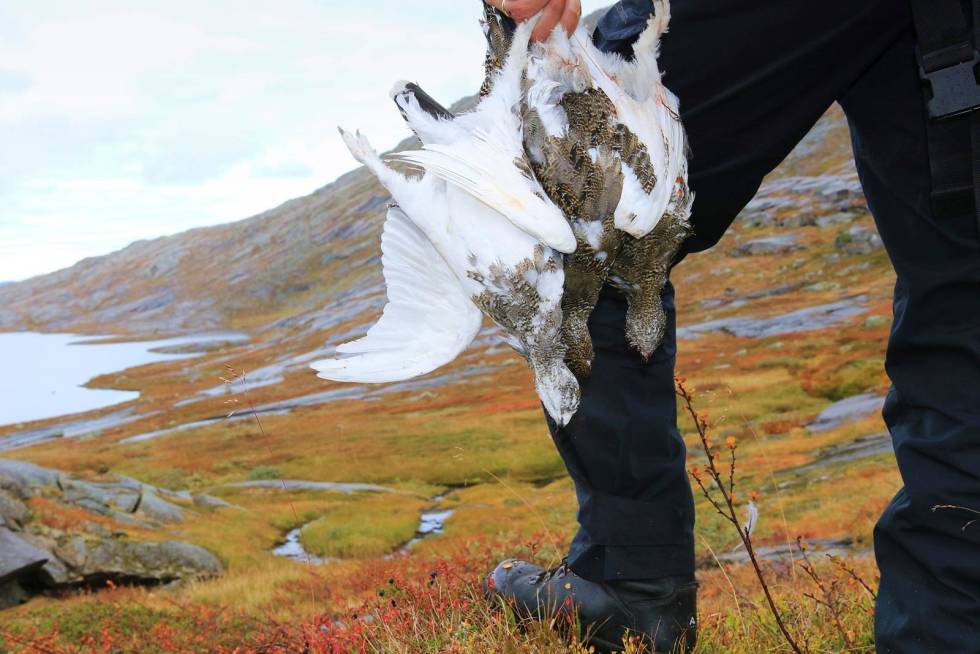 Allsidig jakt: Hundene ser ut til å raskt lære seg forskjellen på hvordan fjellryper og liryper best skal håndteres. Fjellrypejakt-11