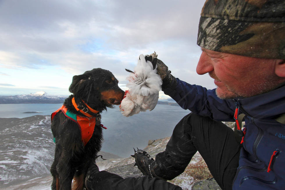 KODEKNEKKING: Trond Berntsen og Mira har løst fjellrypekoden. – Står hunden i fasteste laget for lirypa, kan den funke utrolig bra på fjellrypa, sier hundeeieren. Fjellrypejakt-3