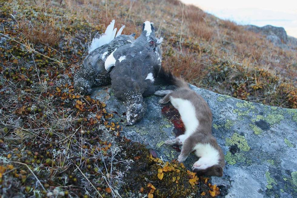 RØVERENS SISTE: «Om den kommer, så omkommer den», er Runes filosofi når det gjelder røyskatt. Fjellrypejakt-4