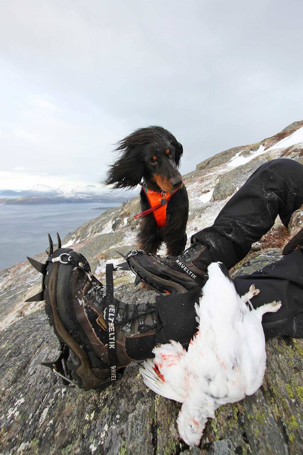 ALLE PIGGER UTE: Stegjern og styrke i trua, da er man rustet for glass-skare og klink-is i nordlandske fjell. Mira viser gode takter, hun holdt standen tvers gjennom kaffepausen. Fjellrypejakt-8