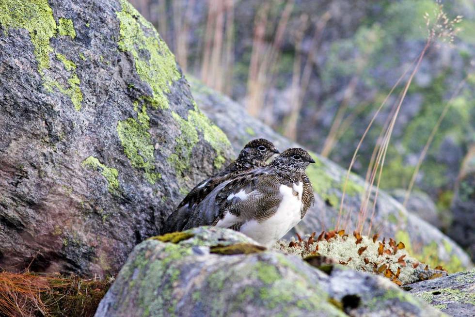 SKAL VI GIDDE? Sjelden ligger forholdene bedre til rette for hundetrening under praktisk jakt enn når fjellrypene er tamme, mener Hellmofjellets mest ihuga jeger. Fjellrypejakt-8