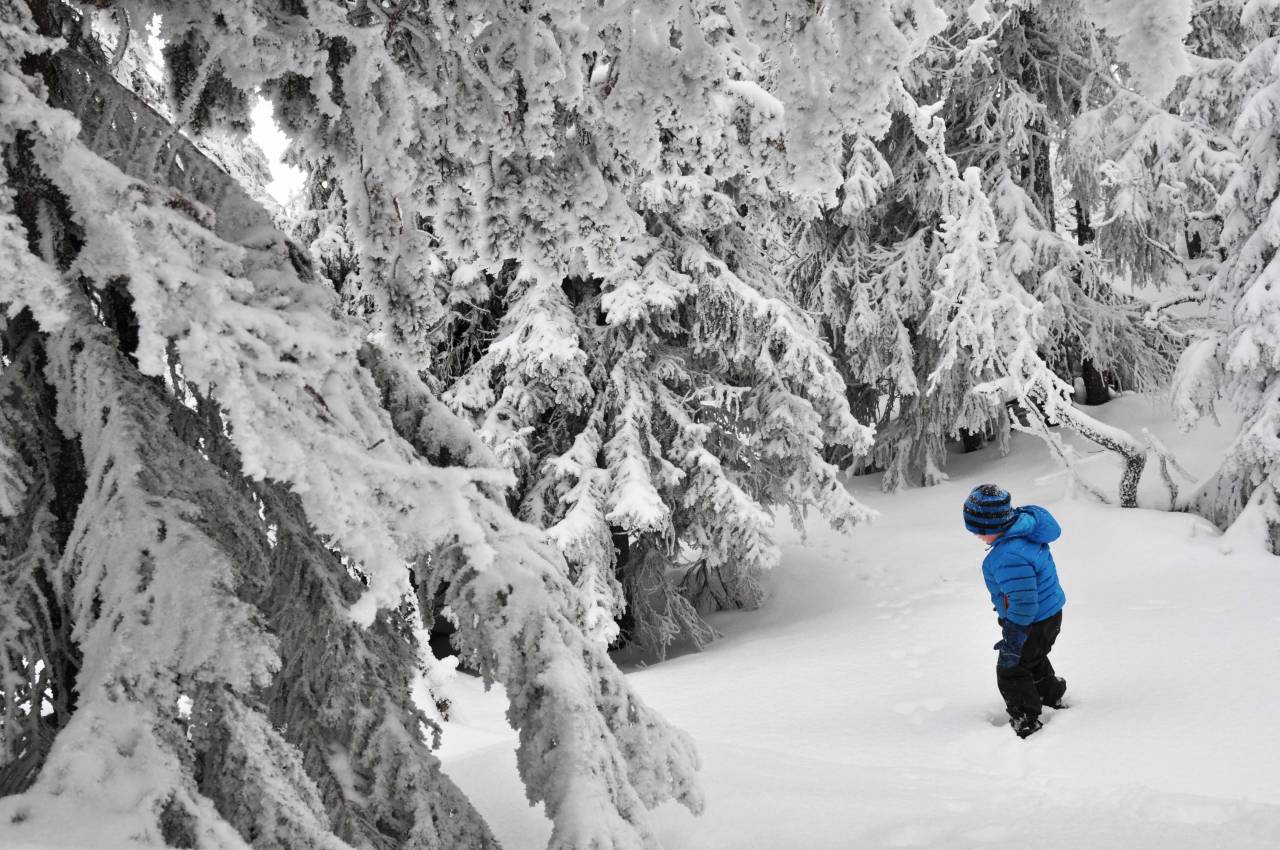 TYPISK TRYSIL: Store trær, masse snø og spor i snøen. Foto: Gunhild Aaslie Soldal følge sporet kopi