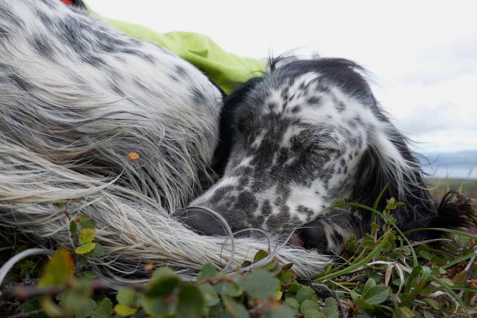 Opp som en løve: Og ned som en skinnfell. Unghunder kan bli akutt trøtte på jakt. Fuglehund-Jakthunddressur-10