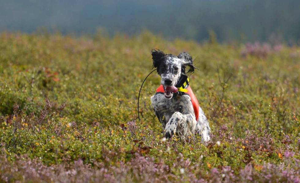 Full pupp: Det er maksimal fart og ukuelig ungdommelighet når Vena tar løs i bakkene. Fuglehund-Jakthunddressur-2