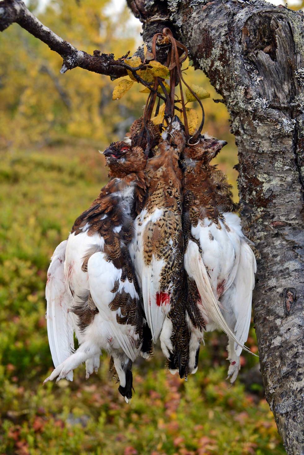 Vakkert knippe: Når fjellet er på sitt vakreste i farger, fins det knapt noe lifligere syn enn et knippe ryper i ei bjørk. Fuglehund-Jakthunddressur-3
