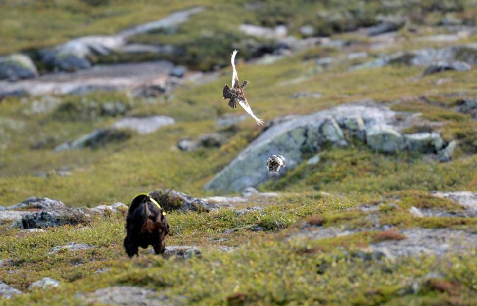 På flukt: Hvor mange kyllinger har hønemor i år, tro? Kaja i reisingsøyeblikket. Fuglehund-Jakthunddressur-6