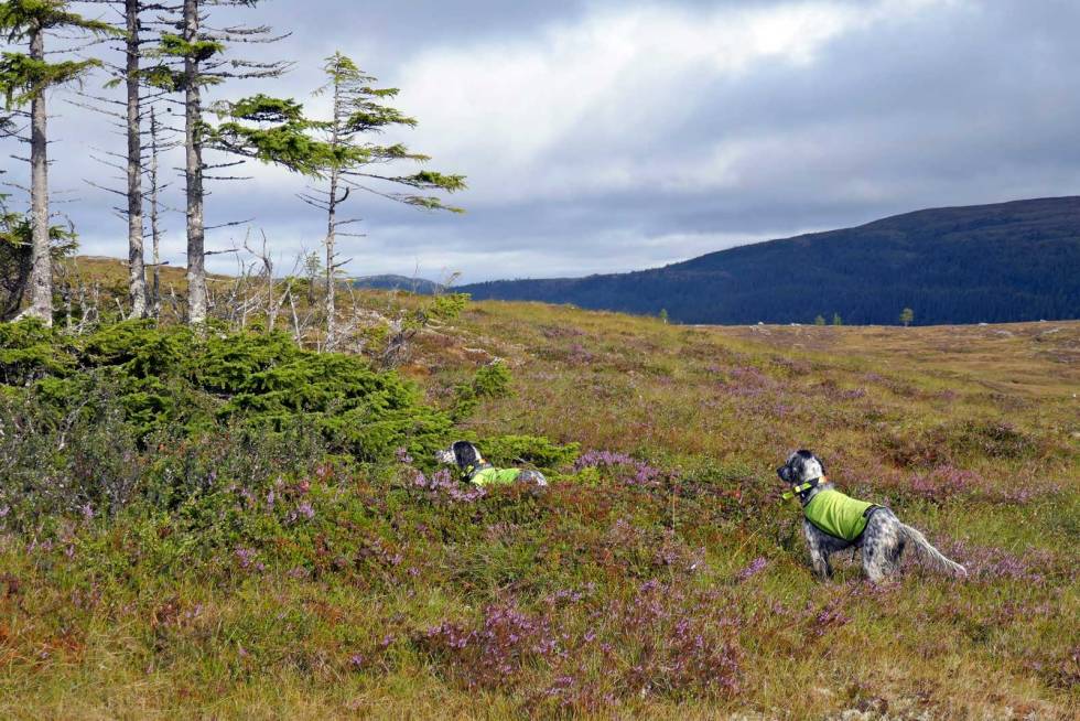 Støtte: Sekundering er instinkt og ikke noe du kan lære hunden. Vena sekunderer her sin mor Saga. Fuglehund-Jakthunddressur-7