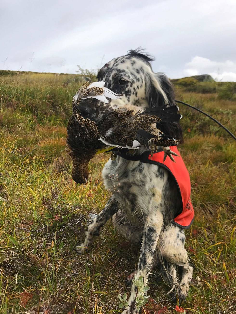 Første fangst: En svært tilfreds unghund på åtte måneder med sin første rype. Fuglehund-Jakthunddressur-8