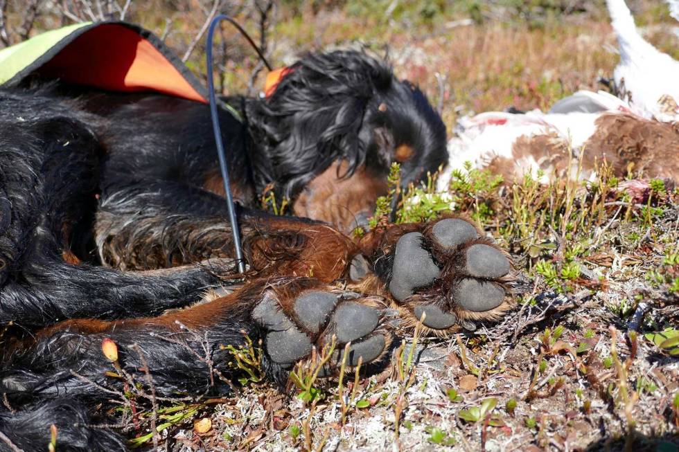 Potesjekk: Ta deg tid til en liten helsesjekk på hunden i pauser og på kvelden. Tidlig pleie av såre poter og rifter kan gjøre at du slipper avbryte jakta. Fuglehund-Jakthunddressur-9