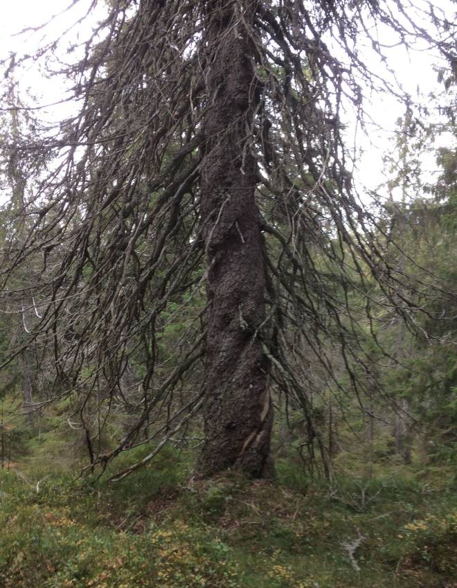 Står du her lenge nok i stillheten, kan du i et lite sekund eller to forstå hva den 500 år gamle granen tenker, skriver Anders Skaiå. Anders Skaiå oslomarkas eldste tre oppkuven