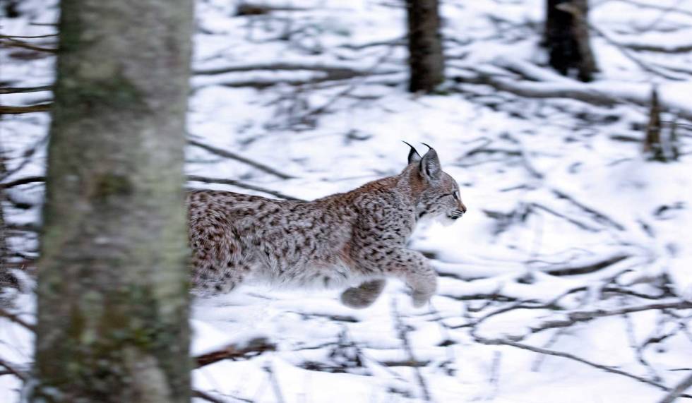 Trygg vei ut: Gaupa søker ofte ut av såten på samme sted som den gikk inn. Derfor er nysnø bra for å finne de aller beste postene. Gaupejakt-Skogkatt-Letland-3