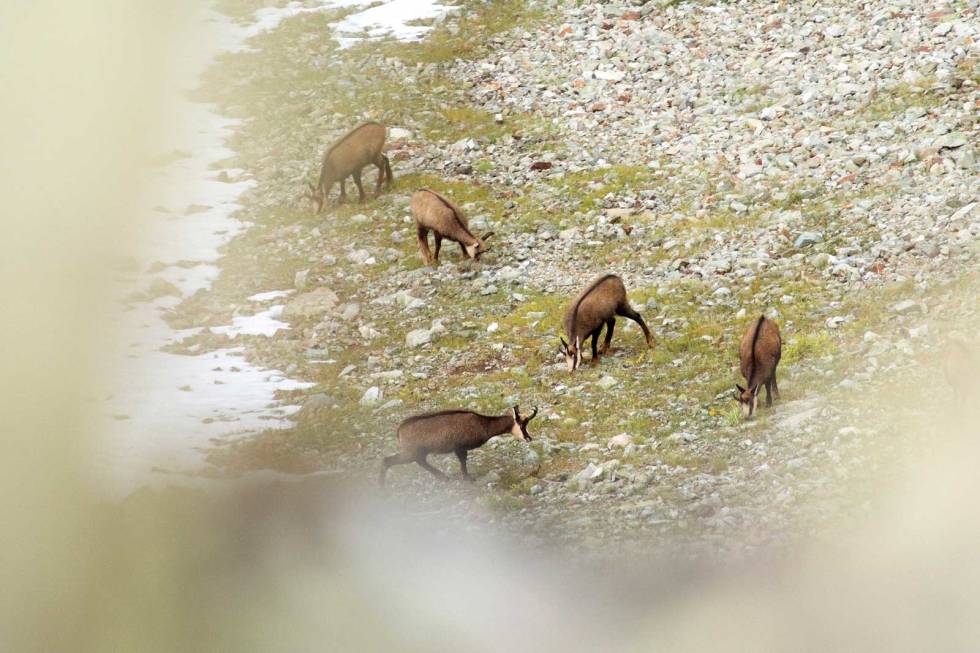 Kun i Tyrkia: Gemser er drøvtyggere med skjedehorn (i motsetning til gevir som felles hvert år). Arten klassifiseres av CIC (Conseil de la Chasse) i 10 underarter. Av disse kan anatolsk gemse kun jaktes i Tyrkia. Gemsjakt-i-Tyrkia-4