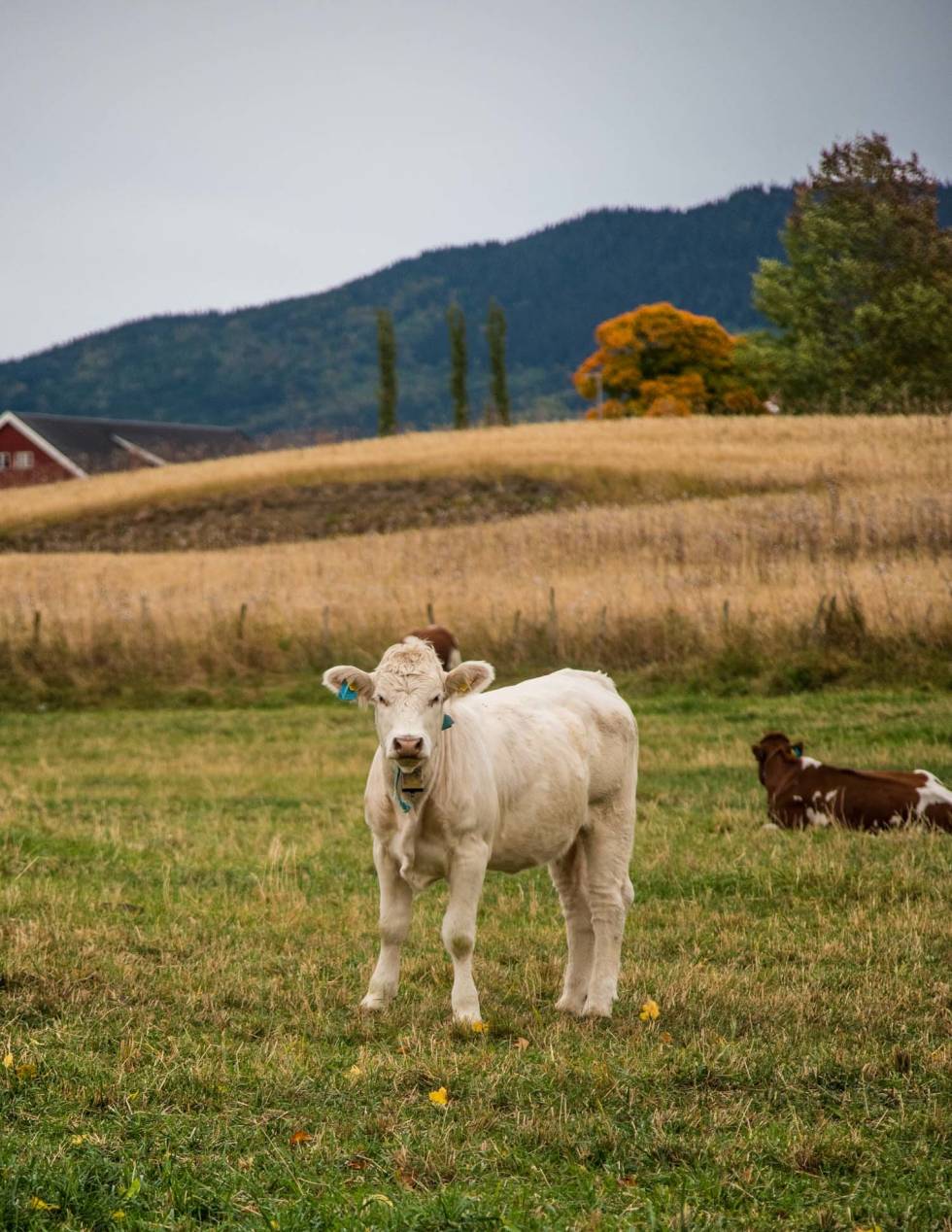 MØØ, FOR FAEN: Lokalbefolkningen var stilltiende vitner til Landeveis ferd over åsene ved Brandbu. Gjøvik-Oslo-gravel-18
