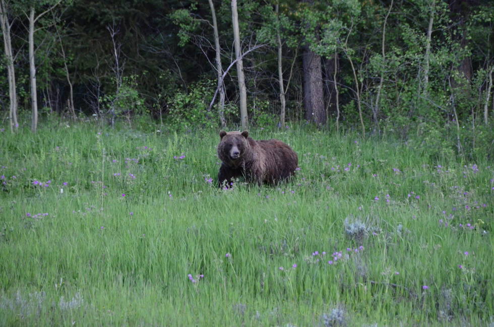 GRIZZLY: Ser man bort i fra Alaska, der det finnes omkring 30 000-35 000 grizzlybjørner, er det estimert at det finnes omkring 800-1 000 grizzlybjørner igjen i USA. Foto: Henriette Wathne Gelink grizzly-bjørn