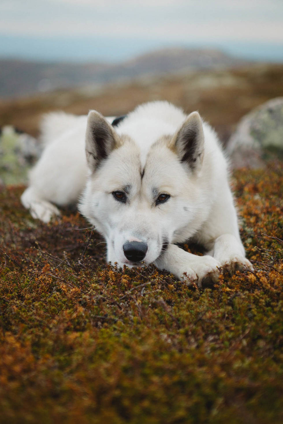 LIGGE I RO: Å være rolig og på teltplassen eller under pauser en en fin egenskap å lære hundene. Foto: Therese N. Andersen grønlandshund