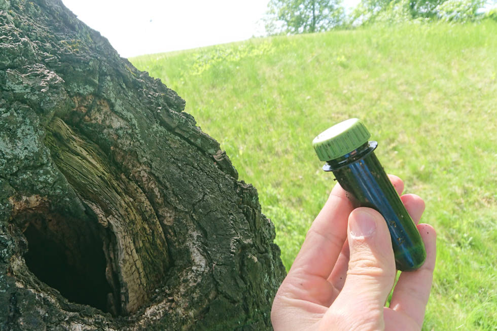 Denne geocachen var gjemt i et hull i en trestamme. Foto: Adam Tumidajewicz geocaching norge oslo tre utemagasinet guide