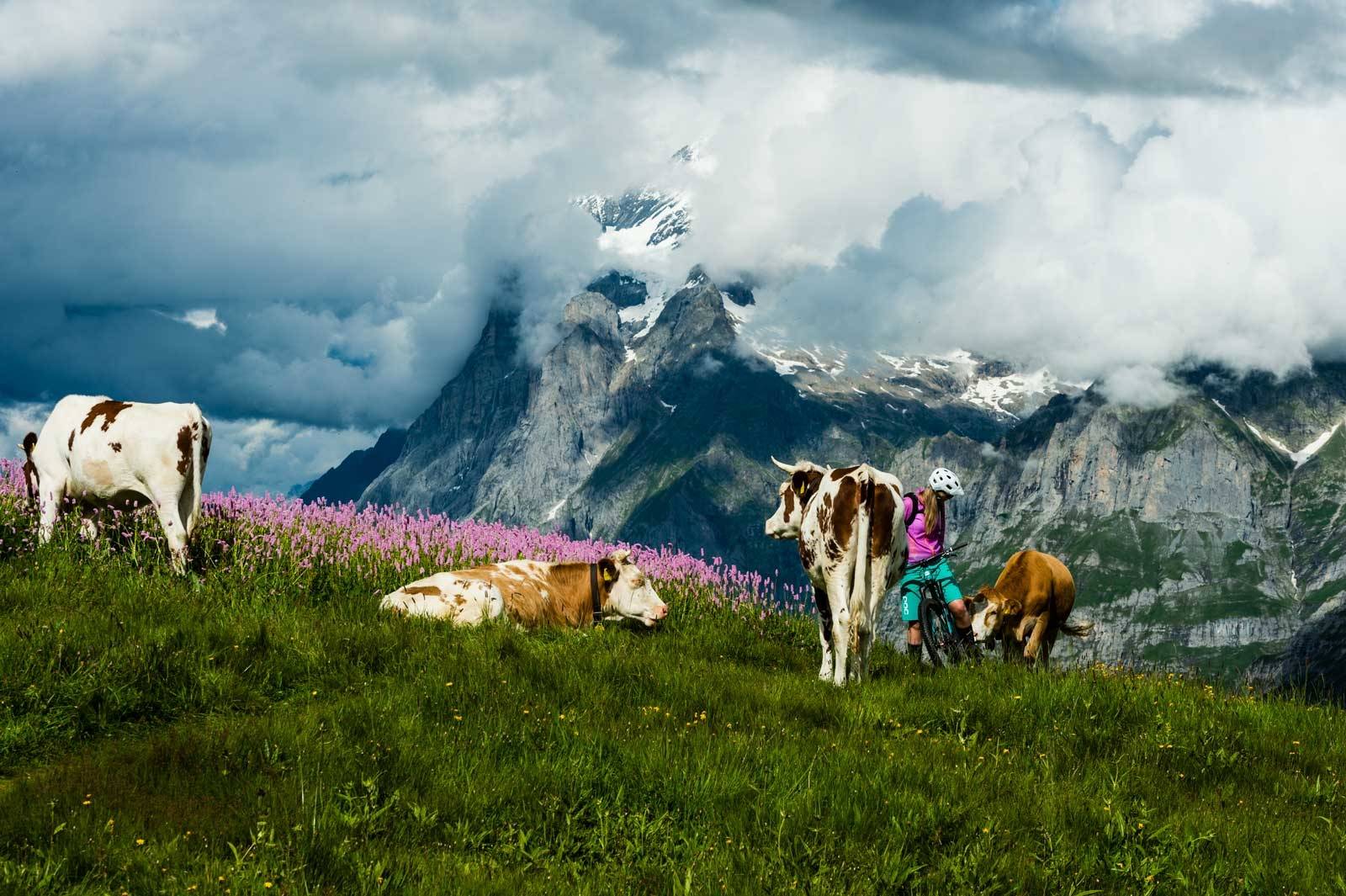 Kua mi: Melkekyrne er både mange og store i de sveitsiske alpene. De fleste er bare snille og nysgjerrige, som her ved Kleine Scheidegg mellom Grindelwald og Lauterbrunnen, der en ku syns spesielt bakhjulet til Elle Cochrane var verdt en nærmere inspeksjon. Guide-til-stisykling-i-Alpene-4