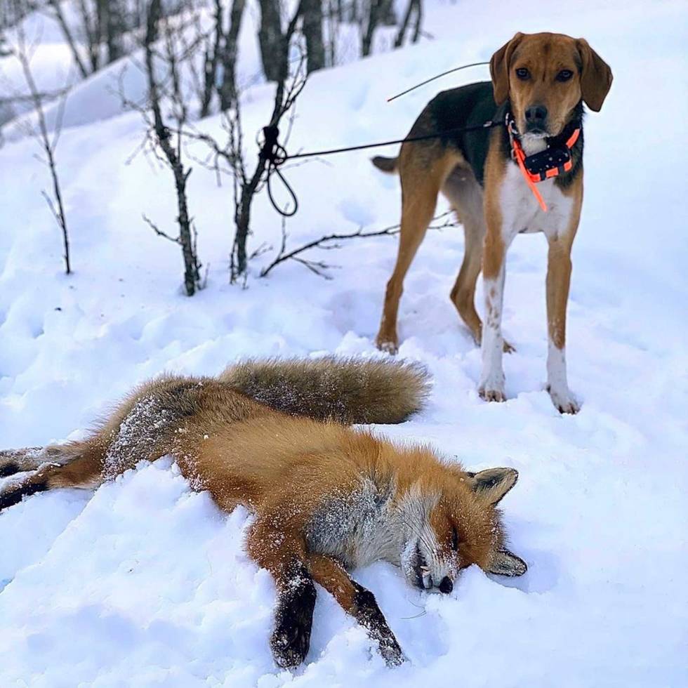 @guns_n_hounds: Today was amazing!! First fox down for Una, she did an awesome job on this one. She is just 11 months old, but chases foxes like a champ! #foxhunting #fox #treeingwalkercoonhound #coonhoundmix #russianhound #garminalpha #jeger #revejakt guns_n_hounds