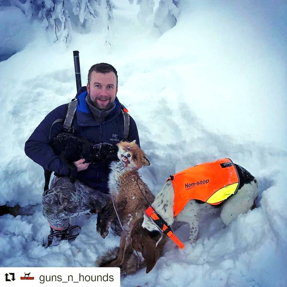 @guns_n_hounds: This fox we shot in january was a real challenge for both us and the dogs and we really had to give it all to get it. The fox was shot at but unfortunately it was only wounded and went inside a large den. We got it out after a couple of hours just before we ran out of daylight. Great feeling to get it and end the suffering. #throwback #revehund #revejakt #foxhound #twc #houndsofinstagram #foxhunting #njff #troms gunsnhounds