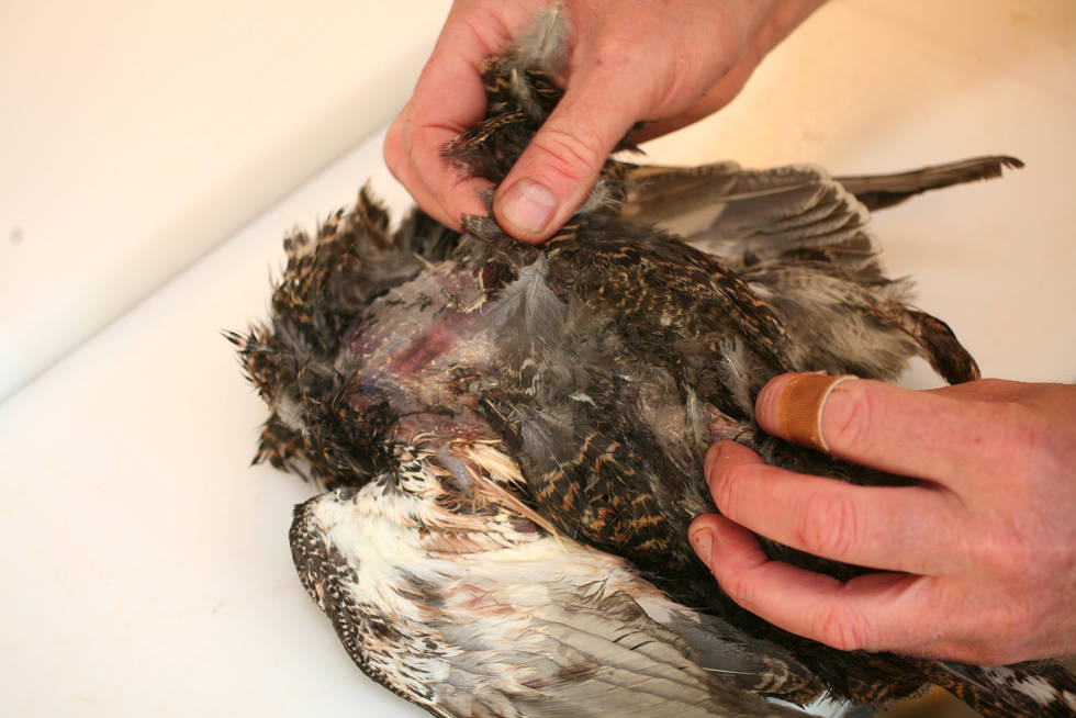 RIBBING: Skinnet er tynt, så vær forsiktig når du drar av fjærene. Bruk en sylskarp kniv når du skal skjære ut brystet. Håndtering-av-feltvilt-Rypejakt-11