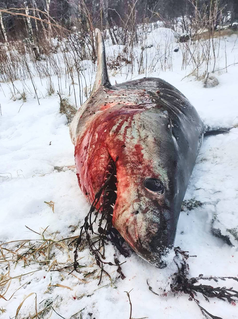 Joakim Frøsaker har et noe uvanlig åte på revejakt. Foto: @bindals_jegern Hai brukt som åte på revejakt